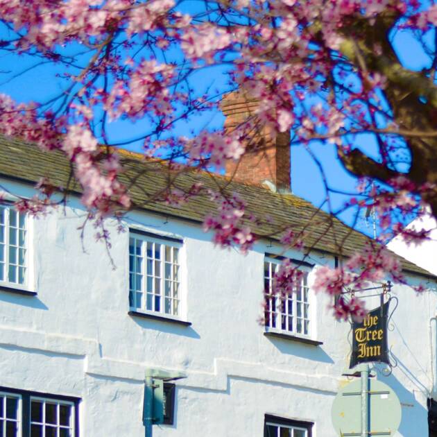 Wild Garlic Foraging & Cookery Class