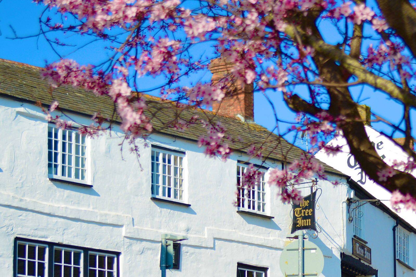 Wild Garlic Foraging & Cookery Class